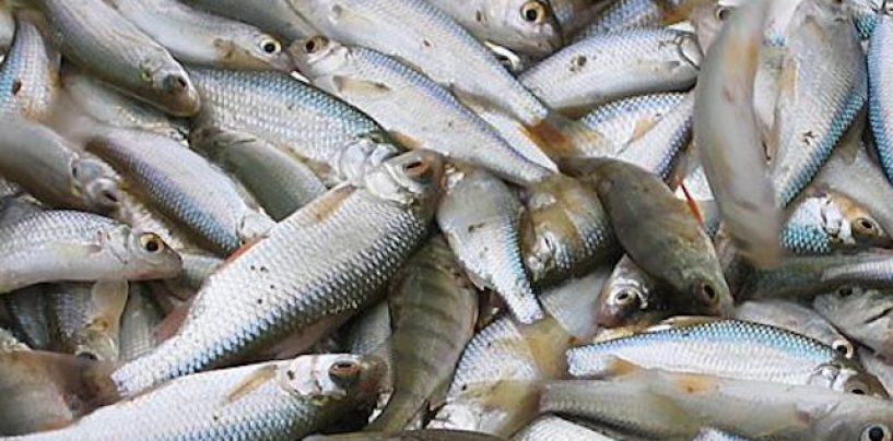 Peche au coup d’ablettes – Mystères sous la surface
