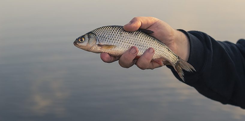 Choisir son hameçon pour la pêche du gardon