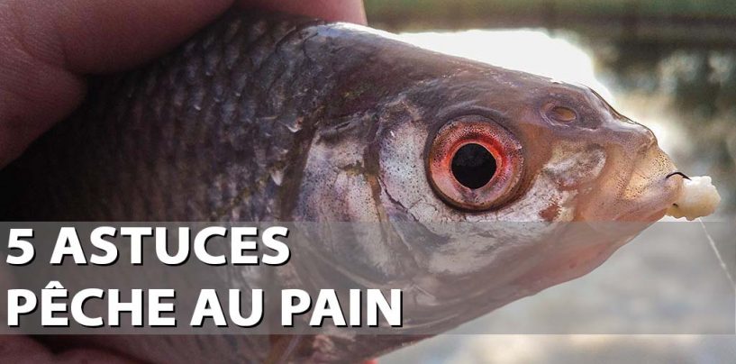 Pêche au pain – 5 astuces pour bien débuter